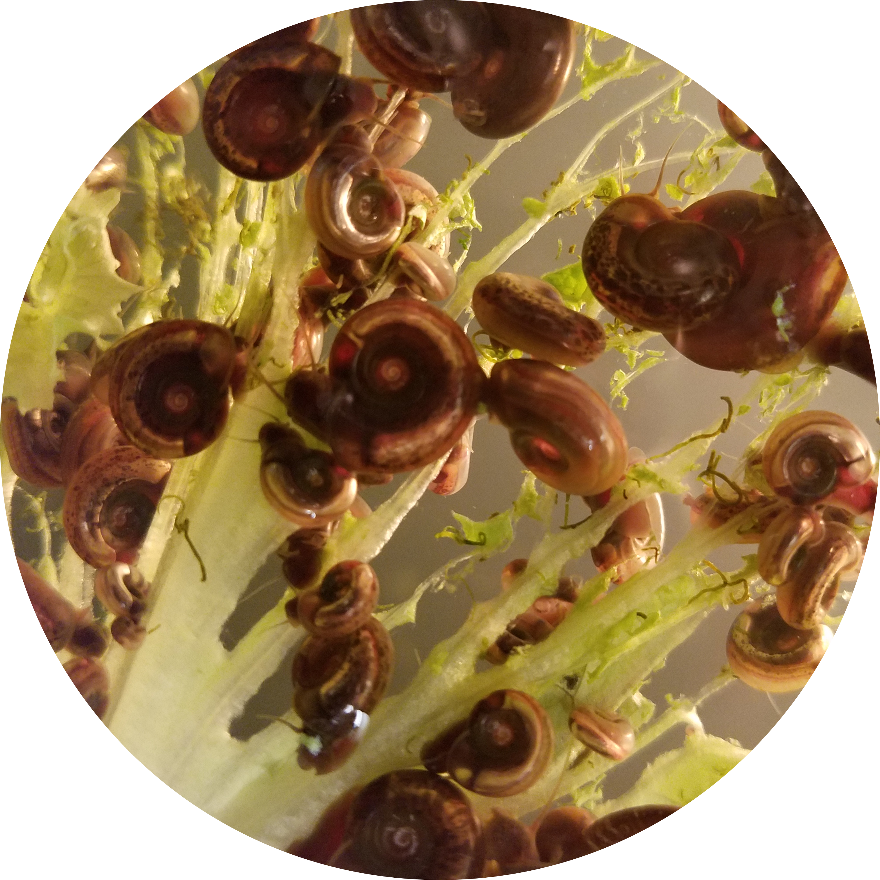 Biomphalaria alexandrina snails, pigmented and coming from Egypt. These snails are vector of Schistosoma mansoni.