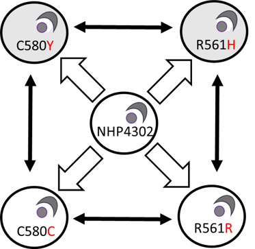 Scheme of CRISPR editing in malaria parasites
