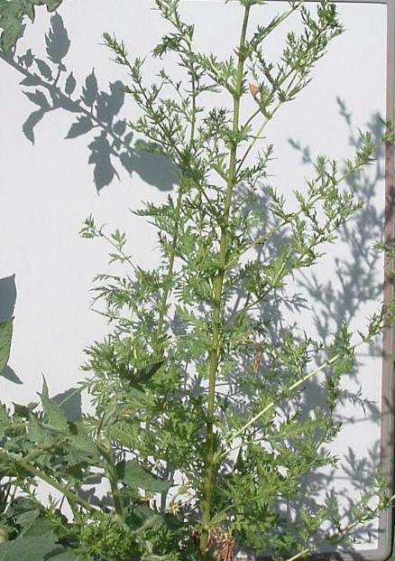 Artemisia annua, source of the antimalarial drug artiminisin, in a San Antonio garden