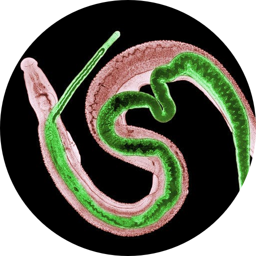 Schistosome worms, male and female paired together