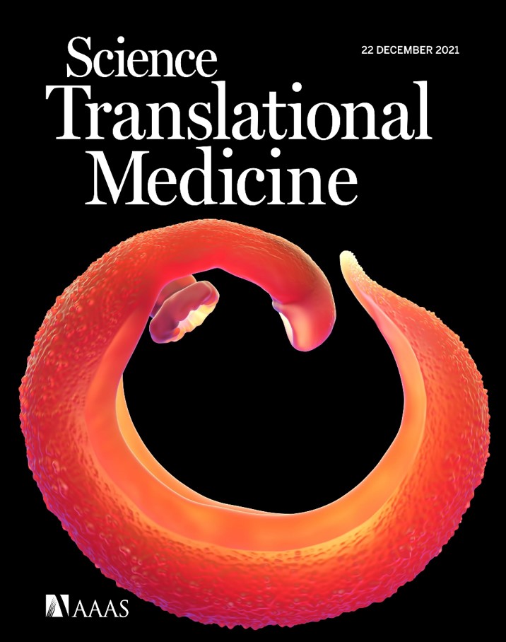 Cover of Science Translational Medicine showing a schistosome male worms