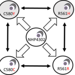 Scheme of CRISPR editing in malaria parasites
