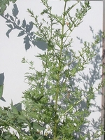 Artemisia annua, source of the antimalarial drug artiminisin, in a San Antonio garden