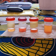 4 urine cups