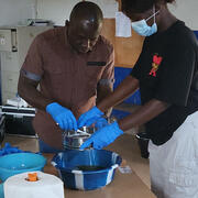 Sifting feces