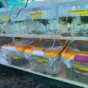 Snail rearing facility in KEMRI, Kisumu