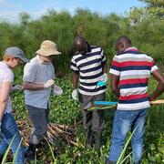 Frédéric Chevalier and Winka Le Clec’h collecting Biomphalaria spp. and Bulinus spp.  snails with two collaborators, Churchil and Boaz