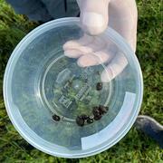 Frédéric Chevalier and Winka Le Clec’h collecting Biomphalaria spp. and Bulinus spp. snails with two collaborators, Churchil and Boaz