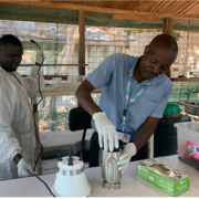 Processing cattle liver for S. bovis larvae recovery