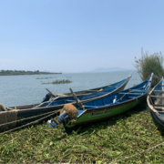 Water contact - Shore of the Lake Victoria