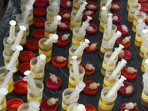 samples syringes
