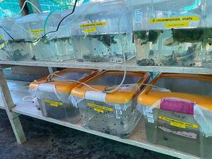 Snail rearing facility in KEMRI, Kisumu