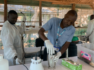 Processing cattle liver for S. bovis larvae recovery