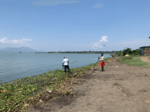 Collection of snails in Lake Victoria - Kisumu - Kenya