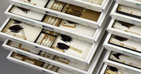 Drawers of bat specimens in museum