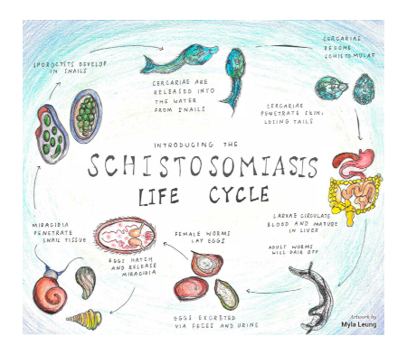 BRI_schistosomiasis_resource_center