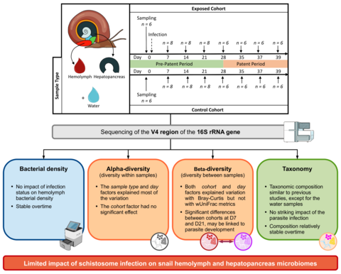 Stephanie et al. on snail microbiome