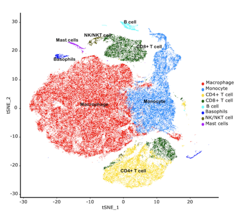 Researchers used single cell sequencing to determine how different cell types changed their activities in the lungs following infection with TB and SIV, the nonhuman primate equivalent of HIV.