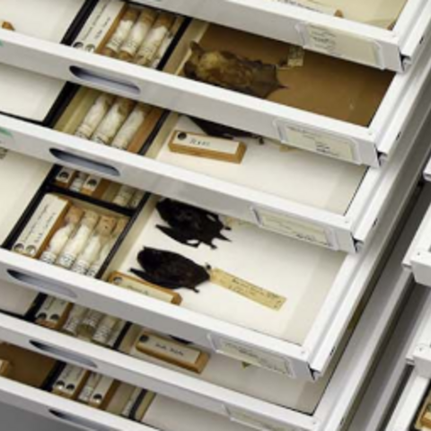 Drawers of bat specimens in museum