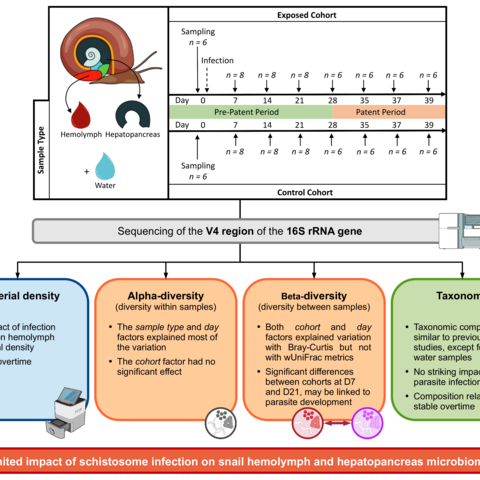 Stephanie et al. on snail microbiome