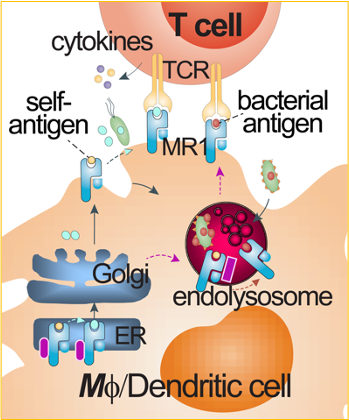 Biology of Metabolite Antigen Presentation Image