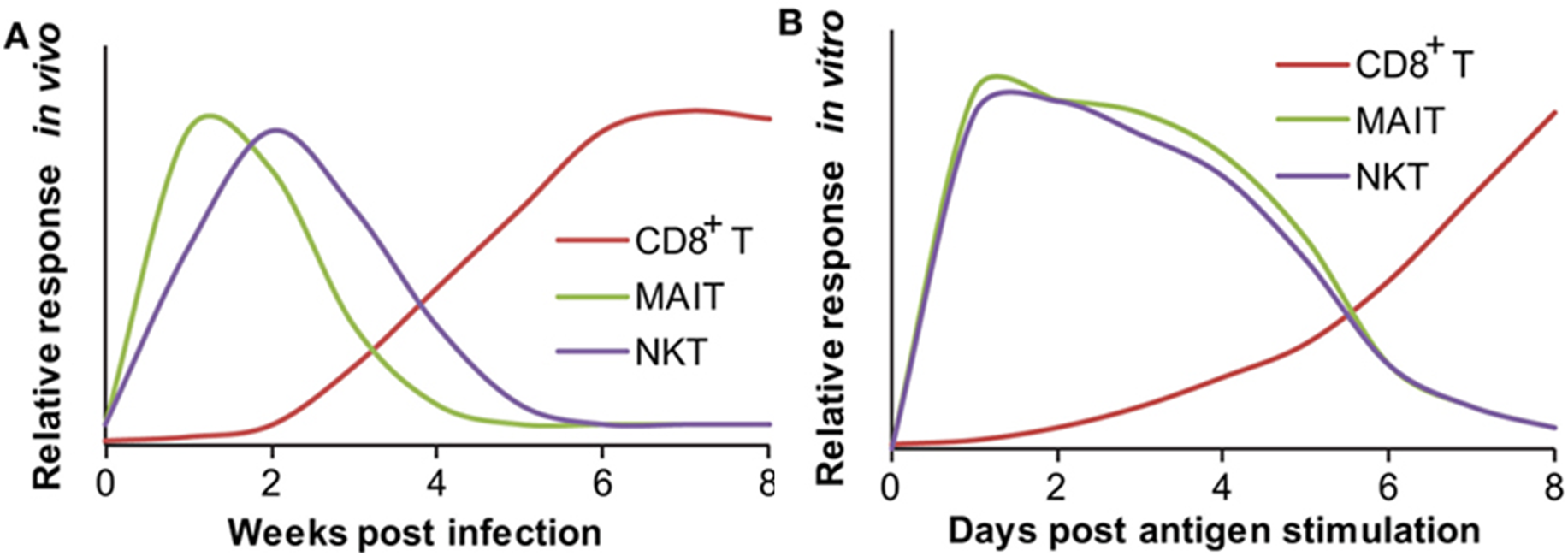Diagrams - RESPONDING KINETICS OF MUCOSAL-ASSOCIATED INVARIANT T (MAIT) AND NATURAL KILLER T (NKT) CELLS.