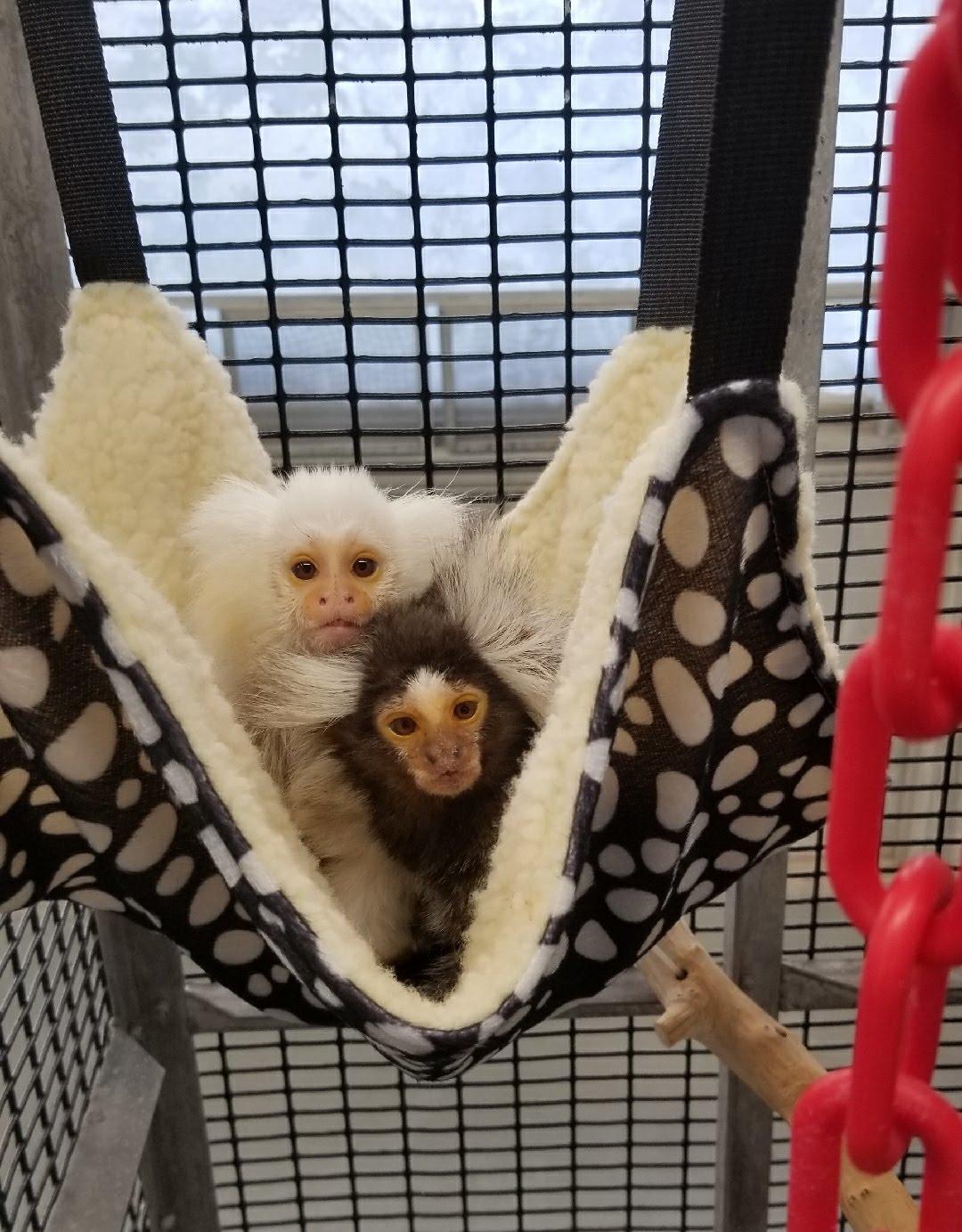 Image of two Marmosets