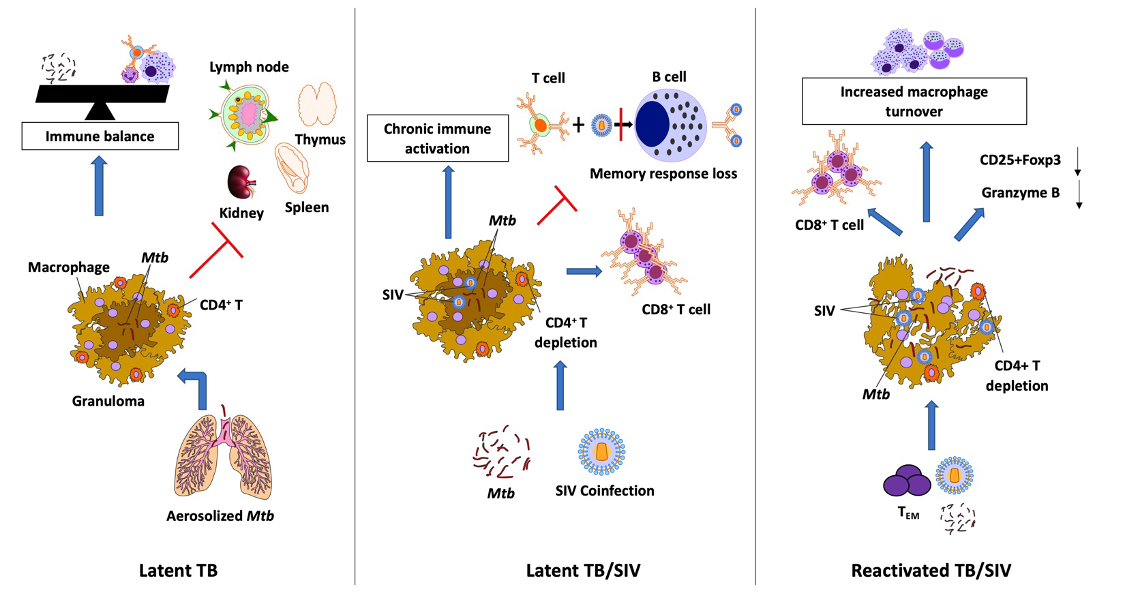 Pathogenesis of Latent Tuberculosis (TB) Infection (LTBI) and Its Reactivation on HIV Co-infection