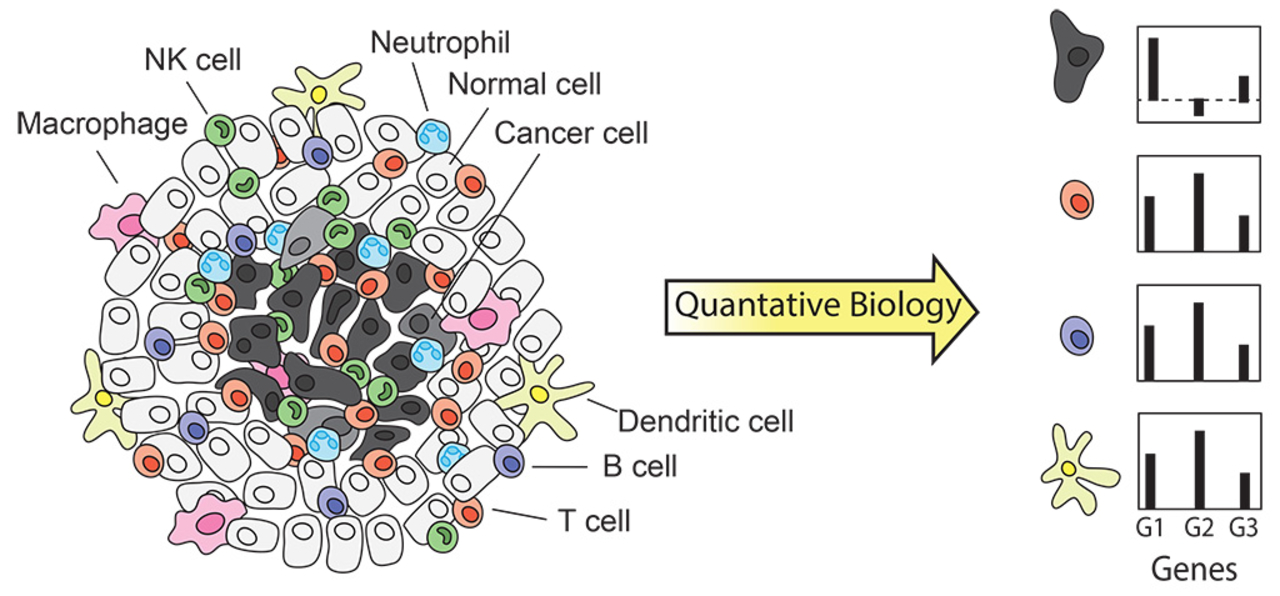 Graphical representation of mutational signature variance among different immune cells.