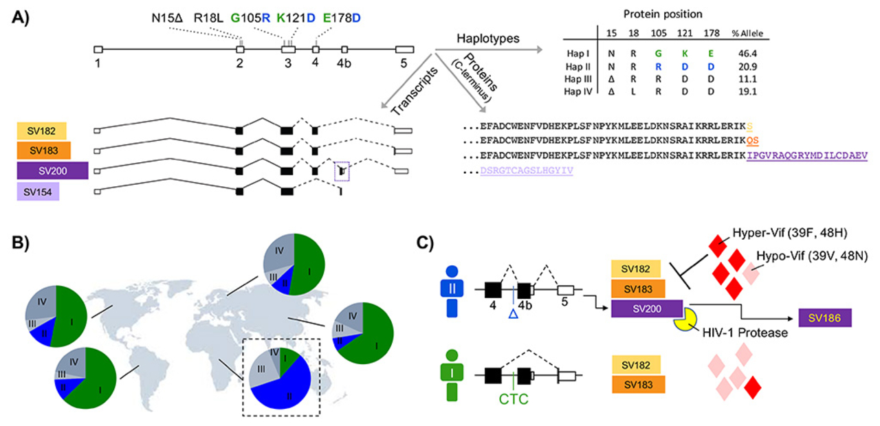Patient-specific A3H-HIV interaction