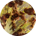 Biomphalaria alexandrina snails, pigmented and coming from Egypt. These snails are vector of Schistosoma mansoni.