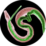 Schistosome worms, male and female paired together