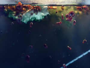 Snails in aquarium