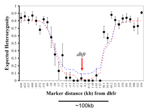 Graph showing a selective sweep purging genetic variation from chr 4 surrounding dihydrofolate reductase driven by pyrimethamine treatment in SE Asia. The same resistance alleles subsequently spread across sub-Saharan Africa (adapted from Nair et al. Mol Biol Evol 2003)