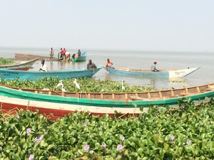 Schistosomiasis is an occupational hazard for fishing communities on the shores of lake Victoria