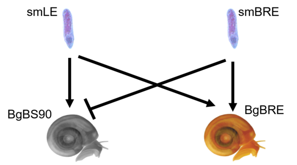 We study compatibility polymorphisms between schistosome parasites and their intermediate host snails